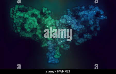 CTLA-4 (zytotoxischen T-Lymphozyten-assoziierten Protein 4, CD152) Protein, 3D rendering. CTLA4 blockierende Antikörper sind in der Krebstherapie (immun Checkp verwendet. Stockfoto