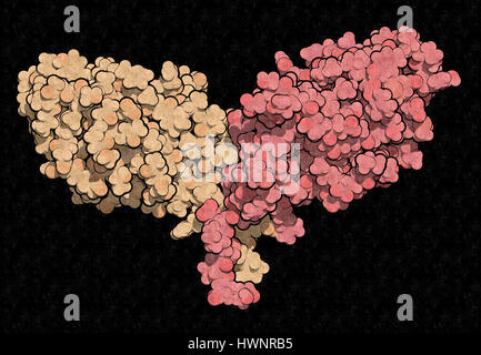 CTLA-4 (zytotoxischen T-Lymphozyten-assoziierten Protein 4, CD152) Protein, 3D rendering. CTLA4 blockierende Antikörper sind in der Krebstherapie (immun Checkp verwendet. Stockfoto