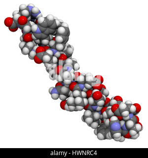 Glucagon-Like Peptid 1 (GLP1, 7-36) Molekül, 3D-Rendering. Atome sind als Kugeln mit konventionellen Farbcodierung vertreten: Wasserstoff (weiß), Kohlenstoff Stockfoto