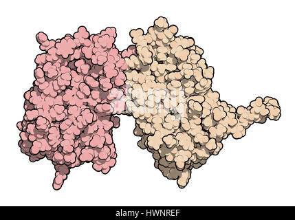 Interferon Beta-Protein. Cytokine zur Behandlung von Multipler Sklerose (MS). 3D-Rendering. Atome als Kugeln, farbige pro Kette gezeigt. Stockfoto