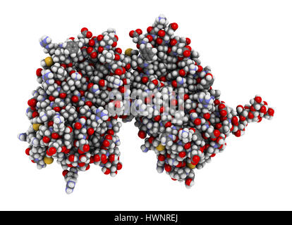 Interferon Beta-Protein. Cytokine zur Behandlung von Multipler Sklerose (MS). 3D-Rendering. Atome als Kugeln mit konventionellen Farbcodierung angezeigt. Stockfoto