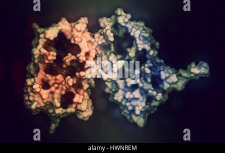 Interferon Beta-Protein. Cytokine zur Behandlung von Multipler Sklerose (MS). 3D-Rendering. Cartoon und Stick Darstellung kombiniert mit semi-transparenten Stockfoto