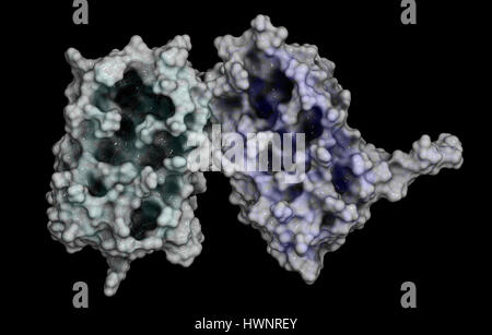 Interferon Beta-Protein. Cytokine zur Behandlung von Multipler Sklerose (MS). 3D-Rendering. Cartoon und Stick Darstellung kombiniert mit semi-transparenten Stockfoto