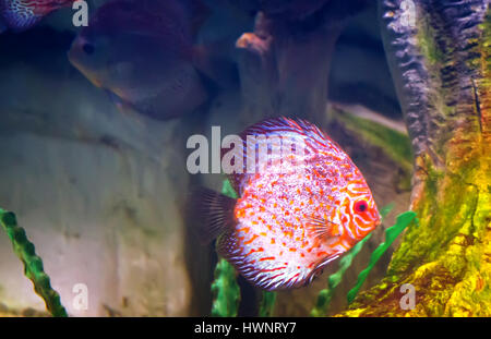 In ein großes Aquarium mit Meer Wasser schwimmt eine schöne Marine Fische rosa und blaue Farbe unter den Algen. Aquarium, Sotschi, Russland. Stockfoto