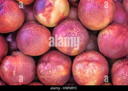 Closeup präsentiert reifen Früchten Nektarinen. Stockfoto