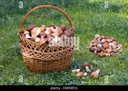 Großer Weidenkorb mit vielen verschiedenen Pilzen gefüllt steht auf dem Rasen in einer Waldlichtung. Neben ihm auf dem Rasen lag seine Pilze. Stockfoto