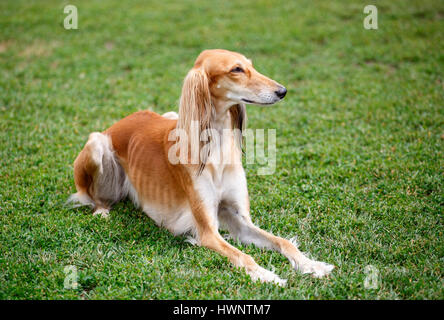 Saluki Hund liegend in den park Stockfoto