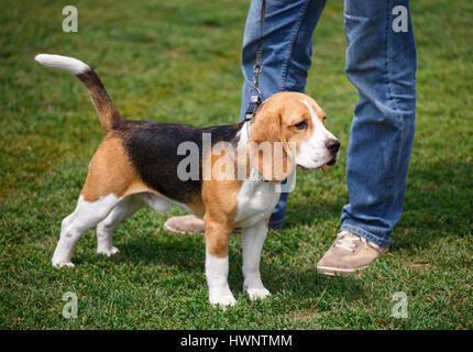 Beagle Welpen in Rasse Hund Stockfoto