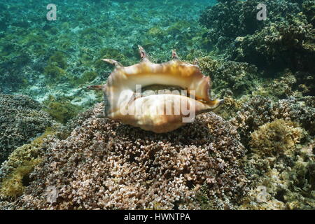 Unterteil des eine Riesenspinne Muschel Lambis Truncata, marine Gastropode Weichtier Unterwasser, lebendig Probe, Pazifischer Ozean, Huahine Lagune, Französisch Stockfoto