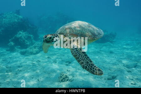 Eine grüne Meeresschildkröte Unterwasser, Chelonia Mydas, Lagune von Bora Bora, Pazifik, Französisch-Polynesien Stockfoto