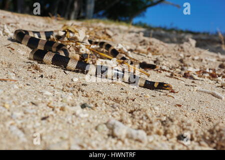 Seeschlange gebändert Meer Krait, Laticauda Colubrina, an einer sandigen Küste, Süd-Pazifik, Neu Kaledonien Stockfoto