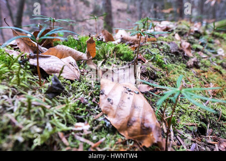 Ein Jahr Tannen wachsen auf Deadfall faulen Bäumen in Strambu Baiut Ancient Forest, Maramures Grafschaft, Rumänien Stockfoto