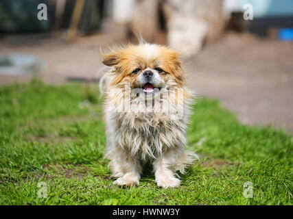 Lustige Rothaarige Pekinese Hund Stockfoto