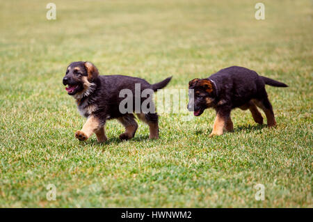 Deutscher Schäferhund Welpen laufen auf dem Rasen Stockfoto