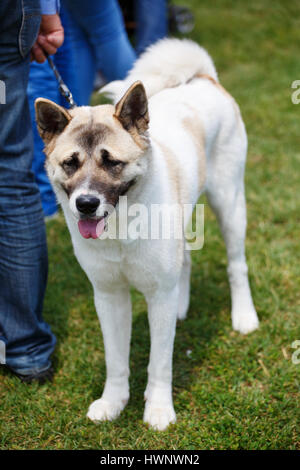 Weiße Alabay Hund Stockfoto