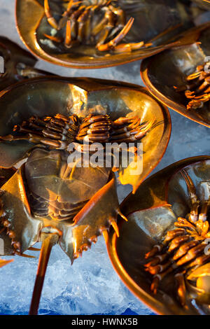 Frische Krabben mit Hufeisen auf dem Eis für den Verkauf auf dem lokalen Markt in Sattahip, Thailand. Stockfoto