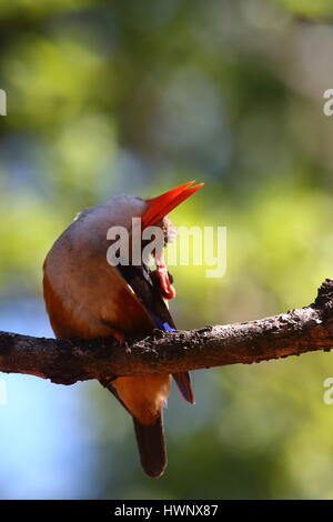 Graue leitete Kingfisher Kastanie-bellied Kingfisher Halcyon Leucocephala, ein Sommer Besucher nach Zentral- und Südliches Afrika, fotografiert in Sambia Stockfoto