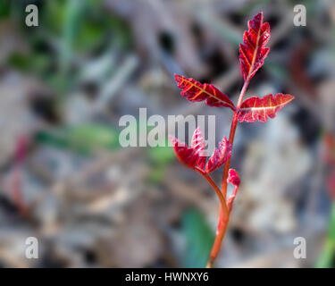 Selektiven Fokus auf neue, rote, junge Blätter von Pacific Poison Oak, Toxicodendron Diversilobum, in der Natur in Kalifornien Stockfoto