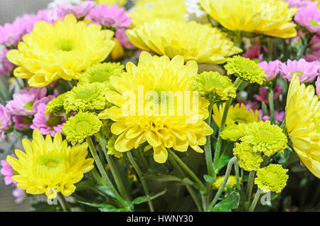 Violetten und Gelbe Chrysanthemen Strauß Blumen, Blumenarrangement mit Mütter oder Chrysanths, in der Nähe. Stockfoto