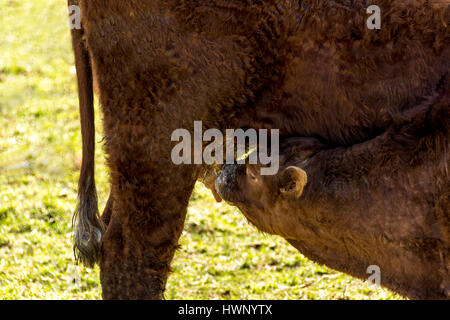 Kalb / Baby Kuh versucht, Milch zu trinken, während der Bauer die Mutterkuh melkt Stockfoto