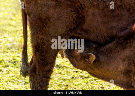 Kalb / Baby Kuh versucht, Milch zu trinken, während der Bauer die Mutterkuh melkt Stockfoto