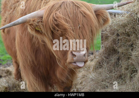 Hochlandrinder, seine Zunge heraus. Stockfoto