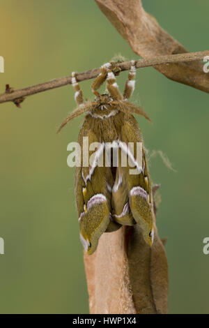 Götterbaum-Spinner, Götterbaumspinner, GГ¶tterbaum-Spinner, Ailanthusspinner, Schlupf aus Dem Kokon, Puppenkokon, Metamorphose, Samia Cynthia, GГ¶tterbaum Stockfoto