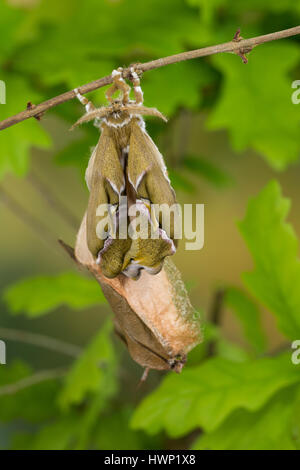 Götterbaum-Spinner, Götterbaumspinner, GГ¶tterbaum-Spinner, Ailanthusspinner, Schlupf aus Dem Kokon, Puppenkokon, Metamorphose, Samia Cynthia, GГ¶tterbaum Stockfoto