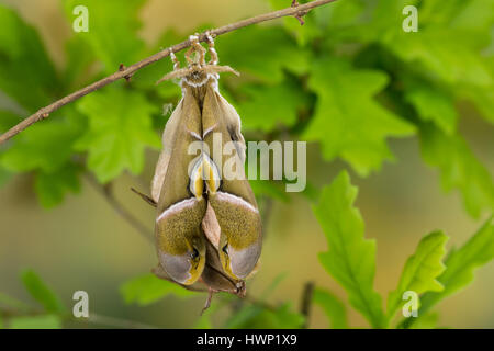 Götterbaum-Spinner, Götterbaumspinner, GГ¶tterbaum-Spinner, Ailanthusspinner, Schlupf aus Dem Kokon, Puppenkokon, Metamorphose, Samia Cynthia, GГ¶tterbaum Stockfoto