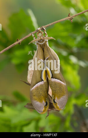 Götterbaum-Spinner, Götterbaumspinner, GГ¶tterbaum-Spinner, Ailanthusspinner, Schlupf aus Dem Kokon, Puppenkokon, Metamorphose, Samia Cynthia, GГ¶tterbaum Stockfoto