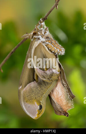 Götterbaum-Spinner, Götterbaumspinner, GГ¶tterbaum-Spinner, Ailanthusspinner, Schlupf aus Dem Kokon, Puppenkokon, Metamorphose, Samia Cynthia, GГ¶tterbaum Stockfoto