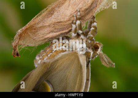 Götterbaum-Spinner, Götterbaumspinner, GГ¶tterbaum-Spinner, Ailanthusspinner, Schlupf aus Dem Kokon, Puppenkokon, Metamorphose, Samia Cynthia, GГ¶tterbaum Stockfoto