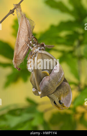 Götterbaum-Spinner, Götterbaumspinner, GГ¶tterbaum-Spinner, Ailanthusspinner, Schlupf aus Dem Kokon, Puppenkokon, Metamorphose, Samia Cynthia, GГ¶tterbaum Stockfoto