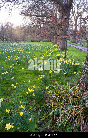 Frühling Narzissen wachsen in einer Parklandschaft. Stockfoto