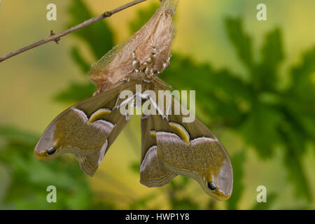 Götterbaum-Spinner, Götterbaumspinner, GГ¶tterbaum-Spinner, Ailanthusspinner, Schlupf aus Dem Kokon, Puppenkokon, Metamorphose, Samia Cynthia, GГ¶tterbaum Stockfoto