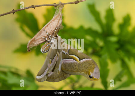 Götterbaum-Spinner, Götterbaumspinner, GГ¶tterbaum-Spinner, Ailanthusspinner, Schlupf aus Dem Kokon, Puppenkokon, Metamorphose, Samia Cynthia, GГ¶tterbaum Stockfoto