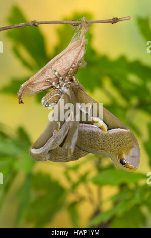 Götterbaum-Spinner, Götterbaumspinner, GГ¶tterbaum-Spinner, Ailanthusspinner, Schlupf aus Dem Kokon, Puppenkokon, Metamorphose, Samia Cynthia, GГ¶tterbaum Stockfoto