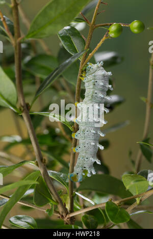 Götterbaum-Spinner, Götterbaumspinner, GГ¶tterbaum-Spinner, Ailanthusspinner, Raupe, Samia Cynthia, GГ¶tterbaum Silkmoth, Raupe, Le Bombyx de l'aila Stockfoto