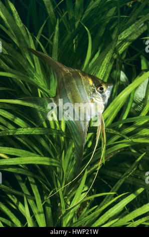 Hoher Segelflosser, Hoher Skalar Altum Skalar, Altum-Skalar, Pterophyllum Altum, Altum Kaiserfisch, Tiefe Kaiserfisch, Orinoco Kaiserfisch, Le Scalaire haut Stockfoto