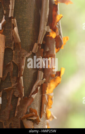 Acer griseum Stockfoto