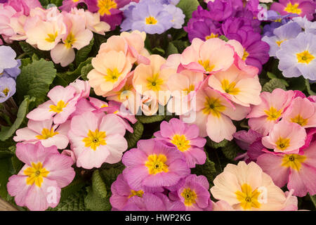 Nahaufnahme von frühlingsblühenden zweifarbigen Pastellkerzen benannt Provence Gemischt Stockfoto