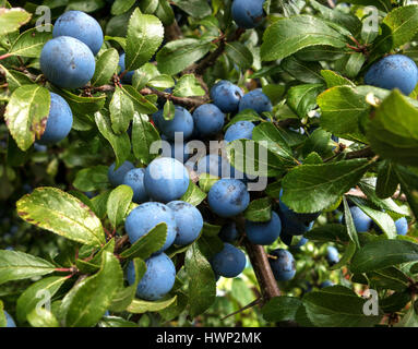 Blackthorn - Filialen mit fruites Stockfoto