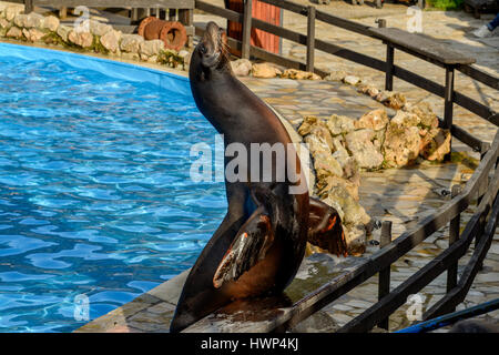 Ausstellung von Seelöwen, in der Natur Park Cabarceno, Kantabrien, Spanien, Europa Stockfoto