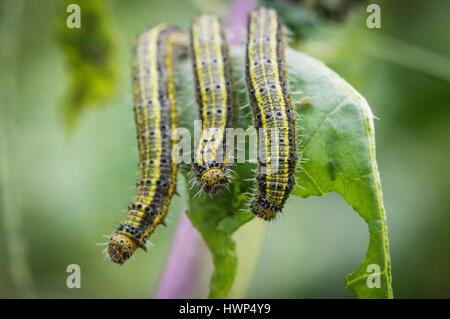 Larven von der karierten weißen Schmetterling, Pontia Protodice, Fütterung auf Kohlrabi, aufgenommen im Südwesten von Florida. Stockfoto