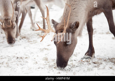 Rentier außerhalb im Rentierpark Stockfoto