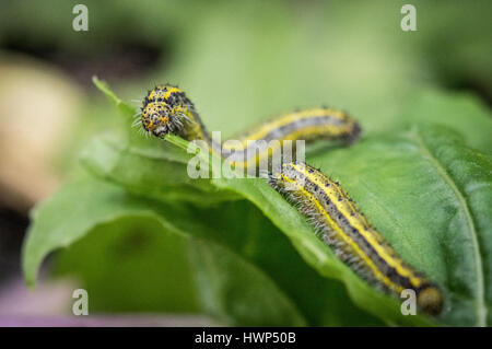 Larven von der karierten weißen Schmetterling, Pontia Protodice, Fütterung auf Kohlrabi, aufgenommen im Südwesten von Florida. Stockfoto