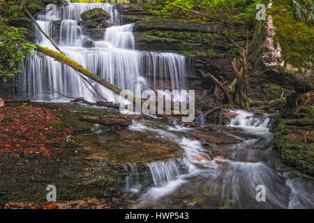 Direkt neben der etablierten Kaymoor Trail in der New River Gorge liegt eine übersehene Juwel eines Wasserfalls Teppichboden im Moos, eingebettet in Rhododendren. Stockfoto