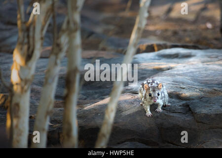 Nördlichen Quoll - die Kimberley-Region, Westaustralien Stockfoto