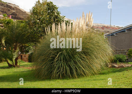 Cortaderia Selloana Pflanze mit weißen Rispen im Blumenbeet. Stockfoto