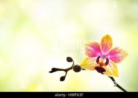 kleine bunte Orchidee auf unscharfen Hintergrund Stockfoto